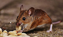 24 Hour & Emergency Exterminators in Apalachicola, FL